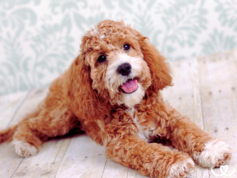 Psi-plemeno-cockapoo (2)